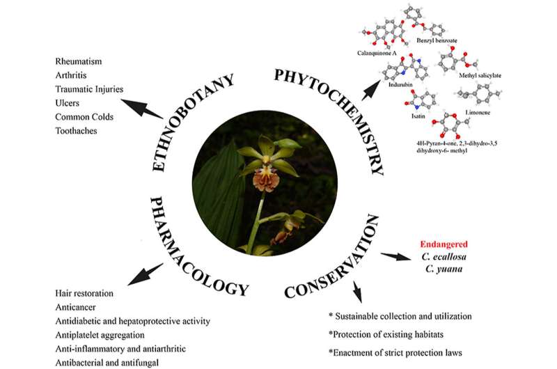 Ethnobotanical uses, phytochemistry, pharmacology and conservation of genus calanthe