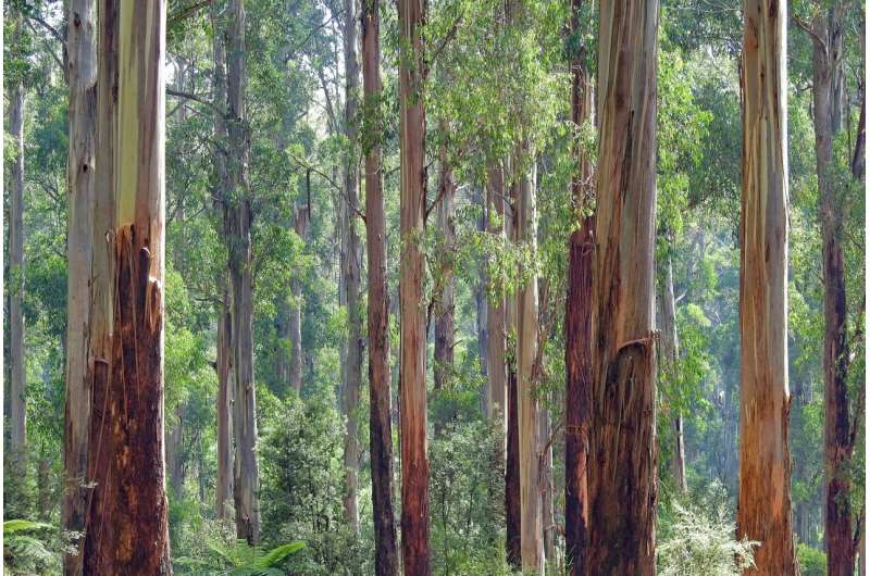 eucalyptus australia
