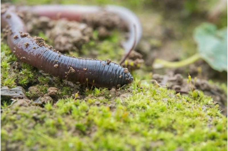 European earthworms reduce insect populations in North American forests