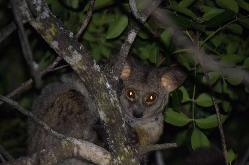 Even bushbabies get stressed: How we know, and what it means