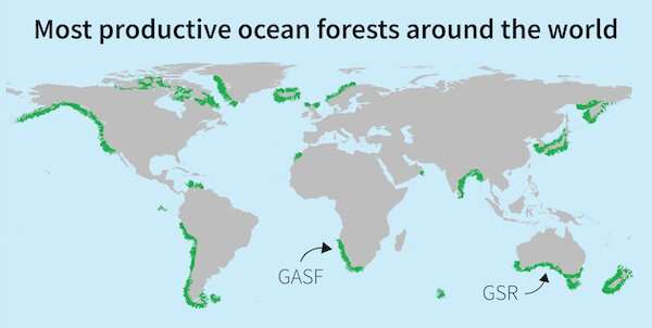 ¿Alguna vez has oído hablar de los bosques oceánicos?  Son más grandes que el Amazonas y más productivos de lo que pensábamos