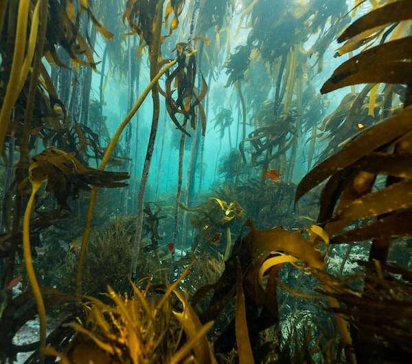 Ever heard of ocean forests? They're larger than the Amazon and more productive than we thought