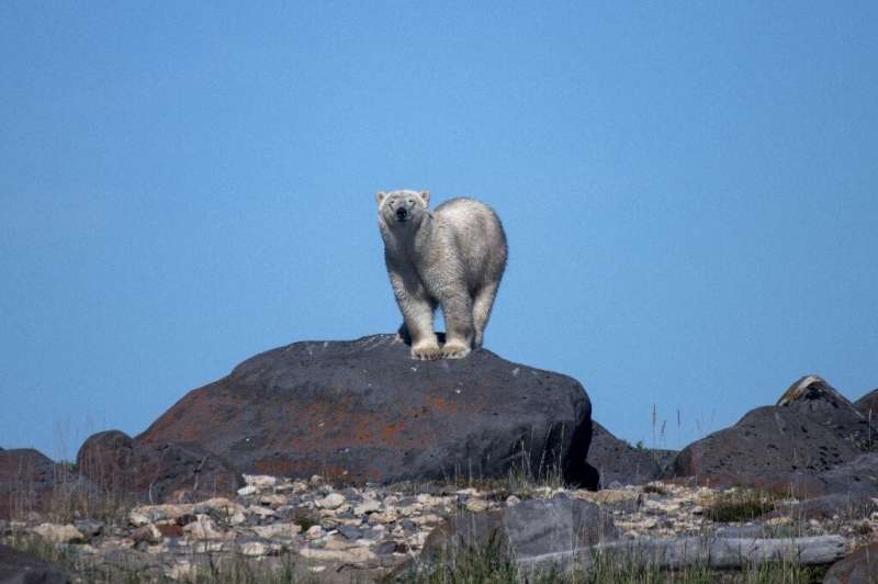 Every year starting in late June, polar bears move to the shores of the Hudson Bay where changes in ice melt are altering their 