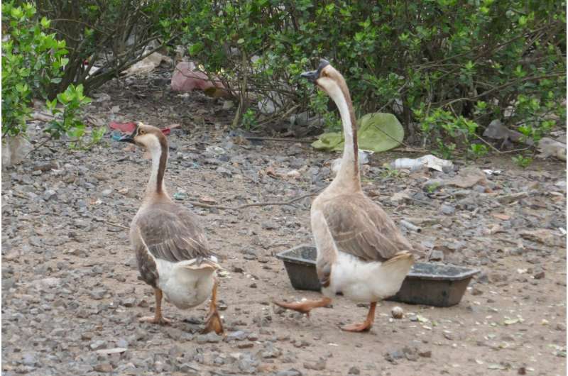 Evidence found of goose domestication in China 7,000 years ago