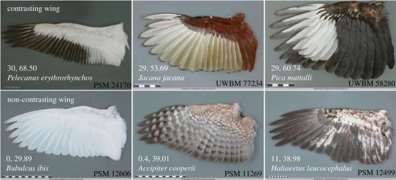 Evidence found that colorful ventral wings help colonizing birds avoid collisions
