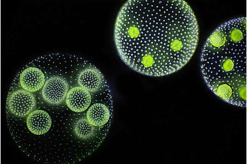 Evolution and ecological competition of multicellular life cycles
