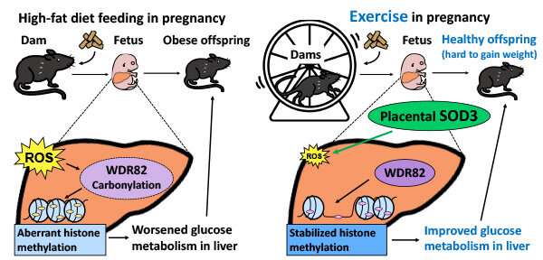 Exercise during pregnancy reduces the risk of type-2 diabetes in offspring, study finds