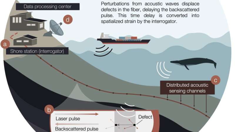 Existing fiber-optic cables can monitor whales