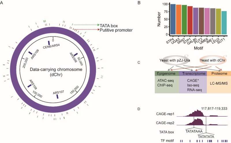 Exogenous artificial DNA forms chromatin structure with active transcription in yeast