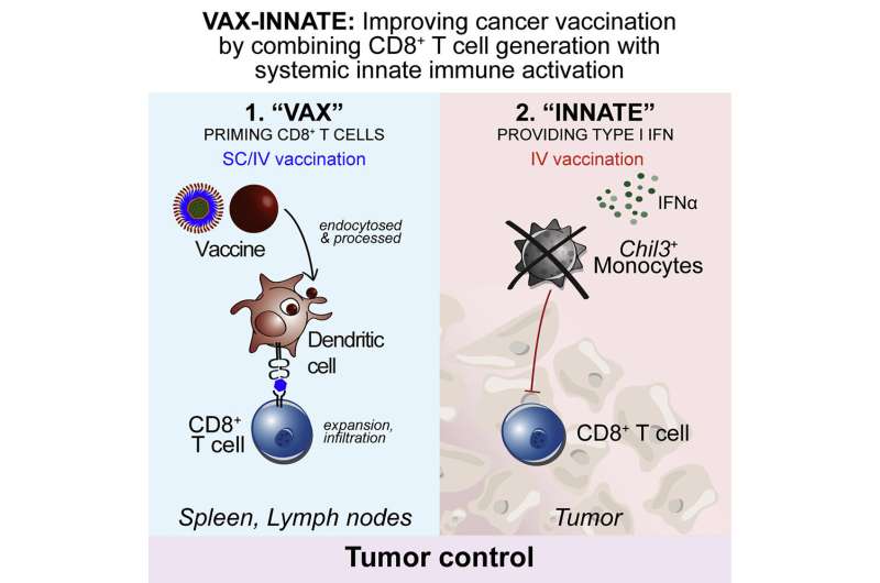 Experimental cancer vaccine shows promise in animal studies