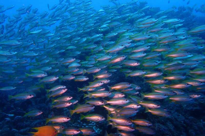 Experts predict top emerging impacts on ocean biodiversity over next decade
