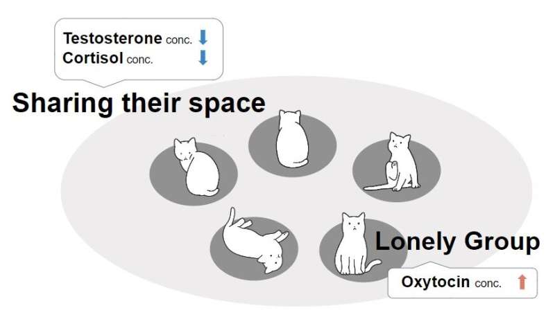 Exploring factors that may underlie how domestic cats can live in groups