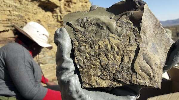 Exquisite new fossils from South Africa offer a glimpse into a thriving ecosystem 266 million years ago