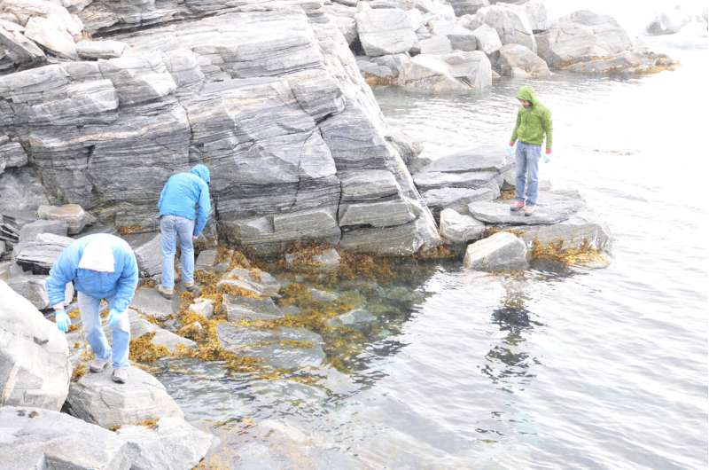 Extensive NSF-funded study of bacteria on intertidal rockweed across the North Atlantic