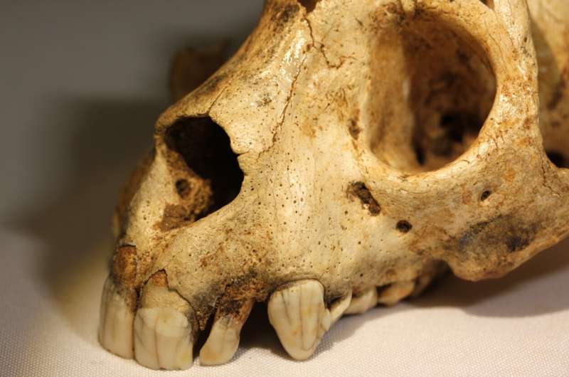 Extinct 'monkey lemur' shows similarities to fossil humans
