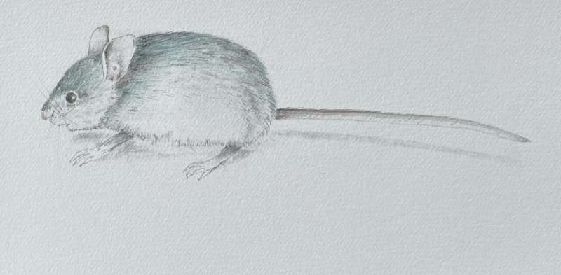 Extinct or just missing? The curious case of the native blue-grey mouse