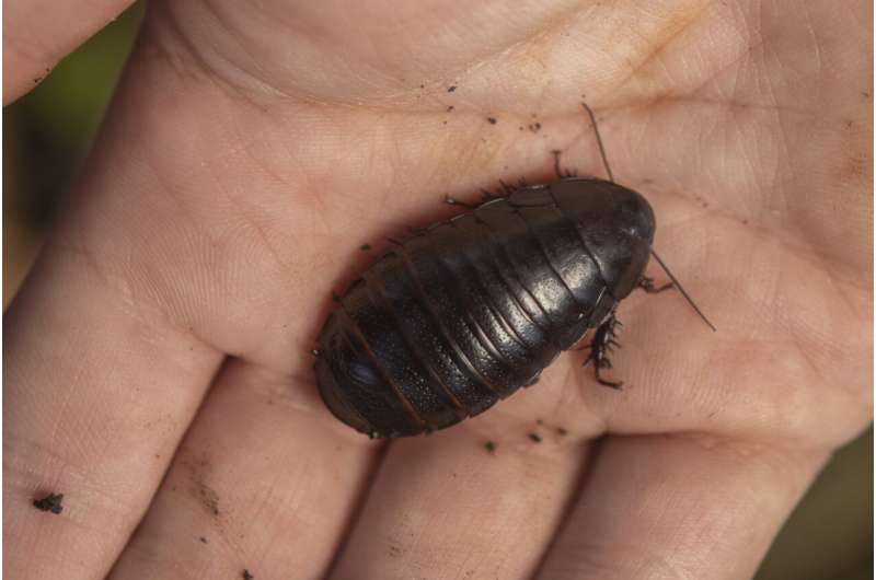 Cucaracha comedora de madera 'extinta' redescubierta después de 80 años