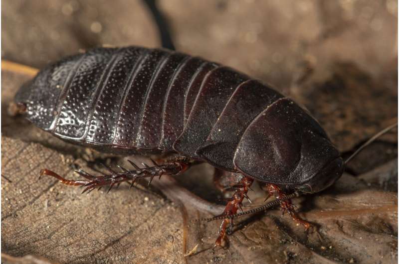 'Extinct' wood-eating cockroach rediscovered after 80 years