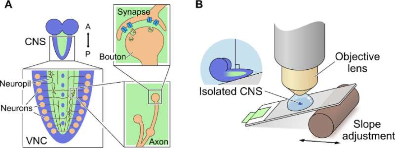 Extraction of bouton-like structures from neuropil calcium imaging data