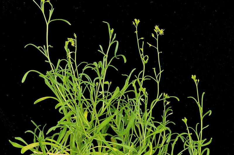 'Extreme' plants grow faster in the face of stress