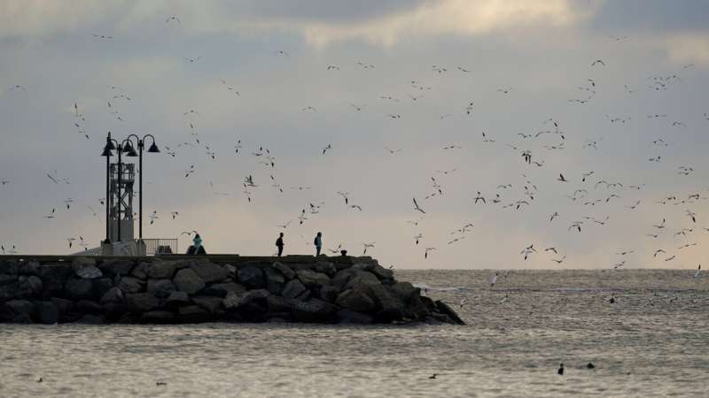 Faithful mates, hot tempers form primal life for gannets