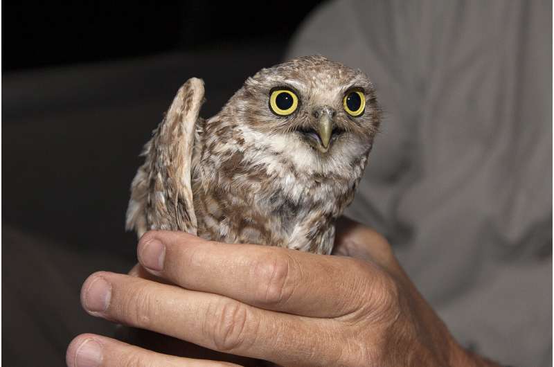 Fake poop helps evicted owls settle into new neighborhood