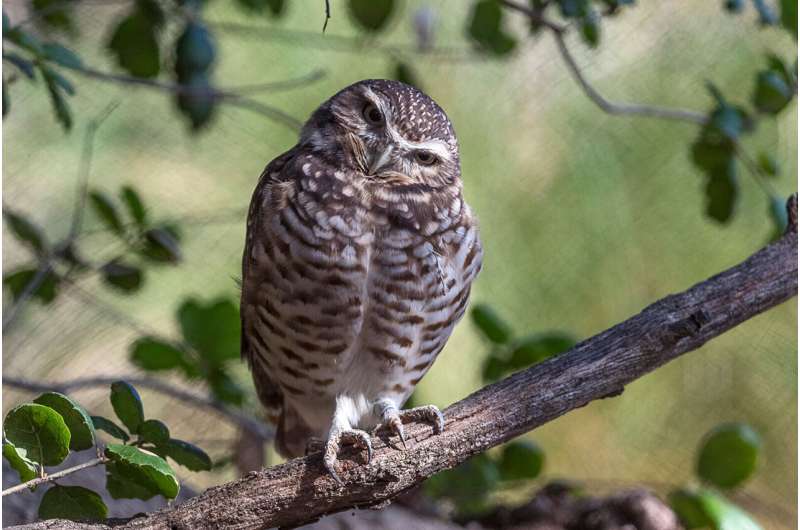 Fake poop helps evicted owls settle into new neighborhood
