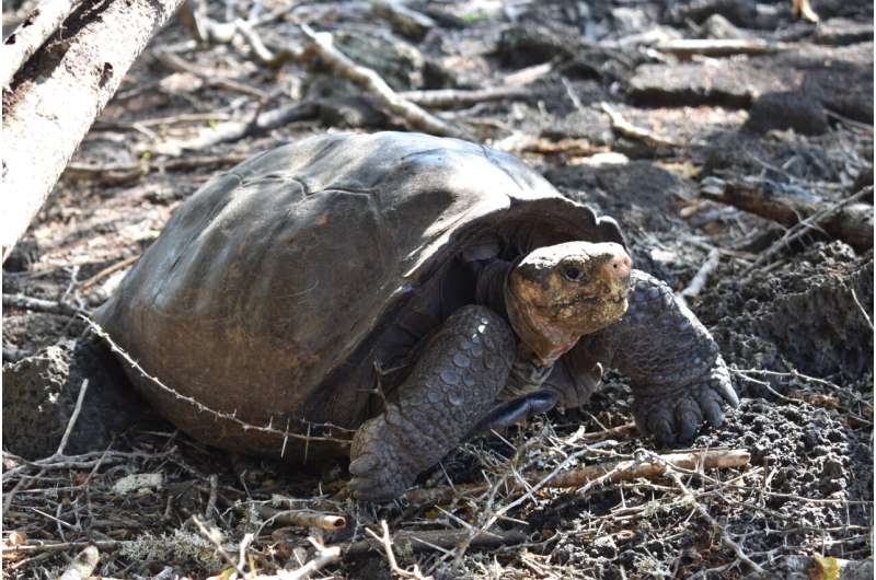 'Fantastic giant tortoise,' believed extinct, confirmed alive in the Galápagos