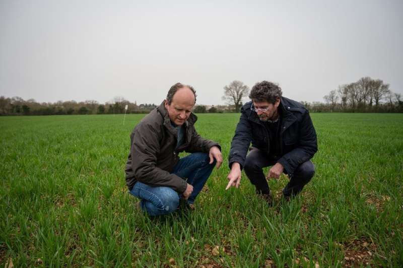 Los agricultores pueden reducir el nitrógeno y los pesticidas en un tercio sin pérdida de rendimiento, dicen los científicos