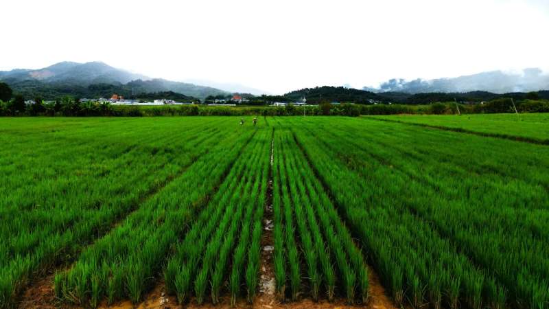Farmers in China, Uganda move to high-yielding, cost-saving perennial rice
