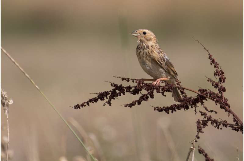 Farmland birds best protected by leaving fallow areas for two or more years, letting native plants grow