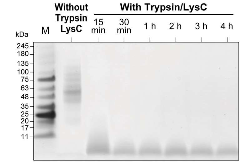 Fast and easy protein analysis from trace amounts of cell samples