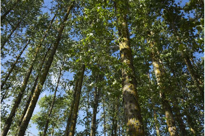 Fast-growing poplars can release land for food production