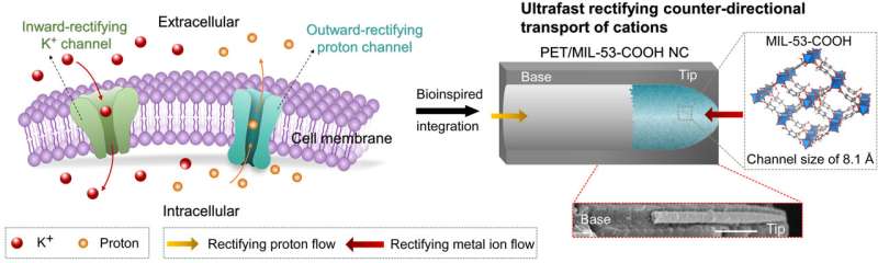 Faster, more efficient nanodevice to filter proton and alkaline metal ions