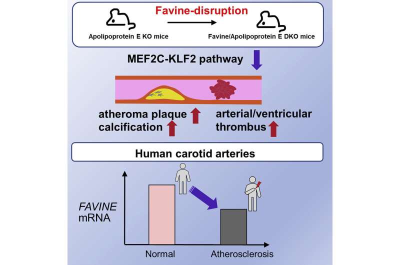 Favine protein potentially protects against vascular disease