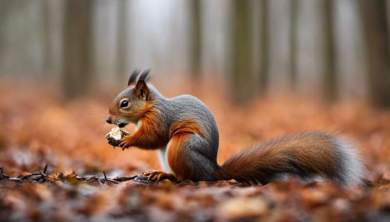 Feeding British red squirrels may be changing their jaws