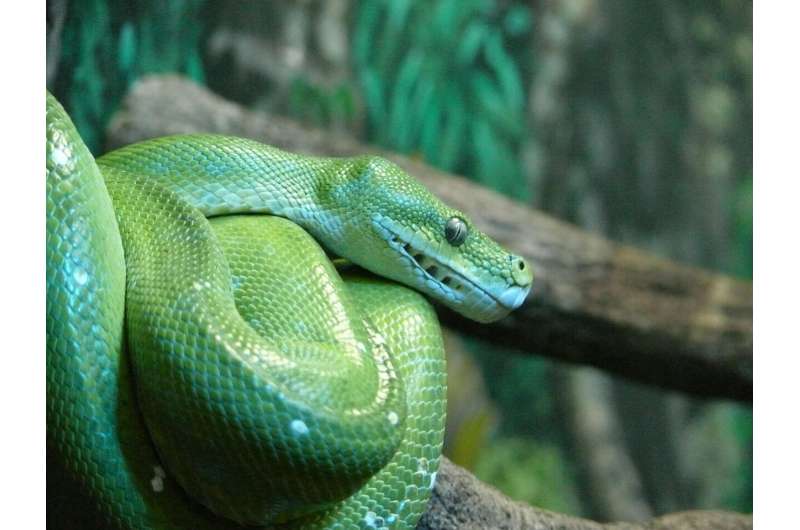 Feeling connected to nature linked to lower risk of snake and spider phobias
