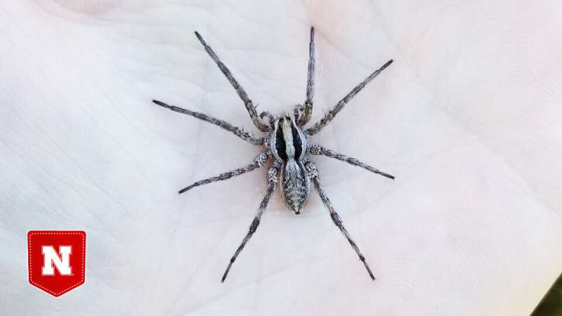 Feeling the heat? Wolf spider's hunting rate may peak at 85 degrees