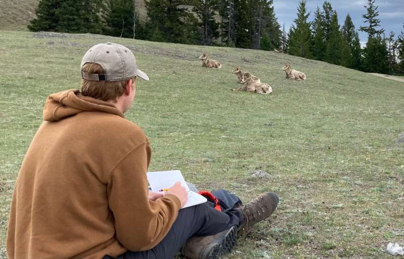 Female bighorn sheep with smaller horns are less reproductively fit, study finds