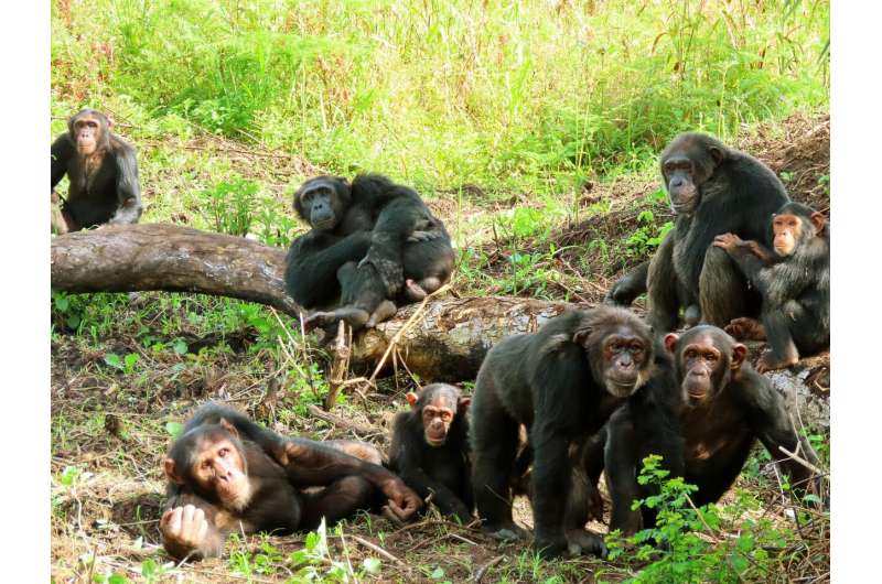 Female chimpanzees avoid humans