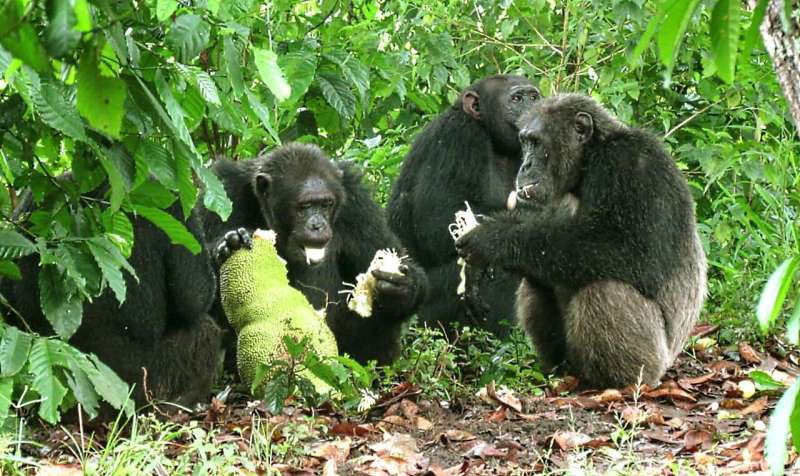 Female chimpanzees avoid humans