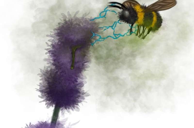 Fertilizers limit pollination by changing how bumblebees sense flowers
