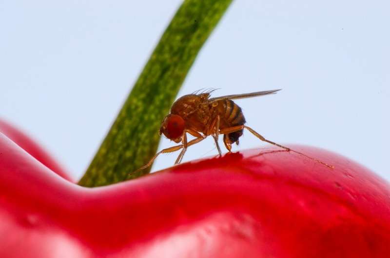 Field cage study highlights safety of classic biological control agent against devastating invasive fruit fly