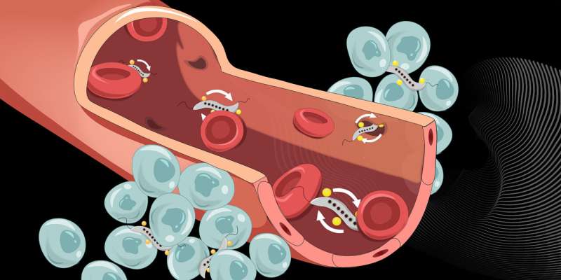 Fighting tumors with magnetic bacteria
