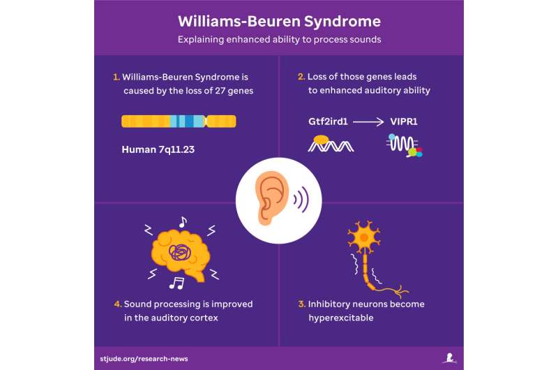 Findings explain exceptional auditory abilities in Williams-Beuren Syndrome