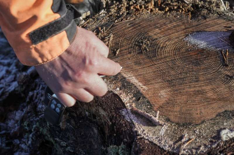 Finnish loggers are rushing to cut before new EU rules may enter into force