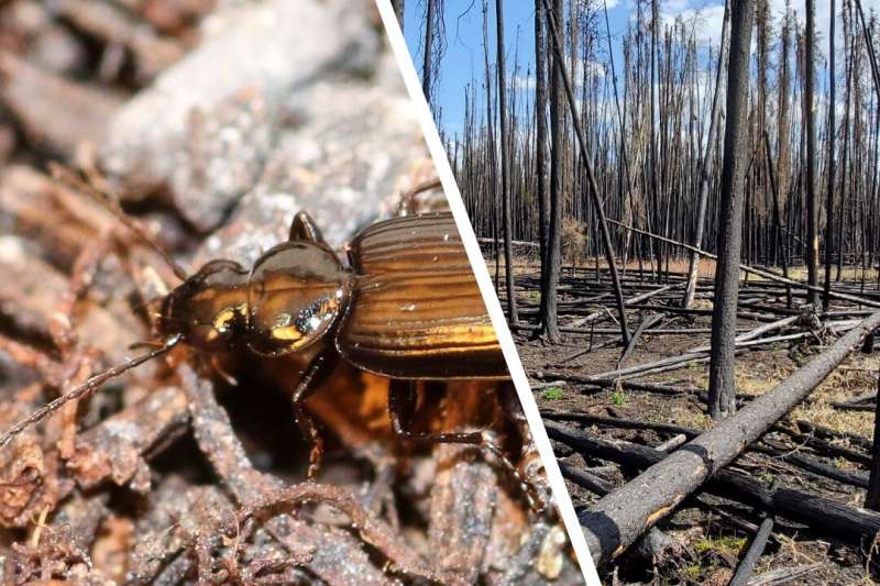 Fire-adapted insects make the most of breeding grounds sterilized by wildfires