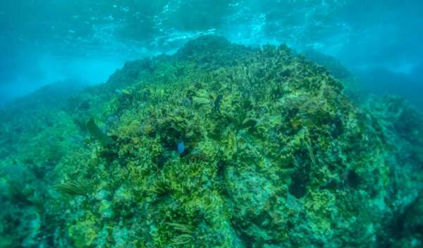 Fire corals winning the battle for domination of Caribbean reefs