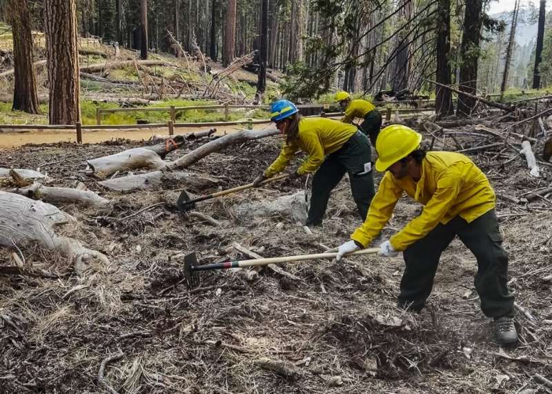 Firefighters cleared debris from the Mariposa Grove of giant sequoia trees to protect it from the Washburn Fire burning in Yosem