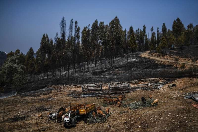 Fires in France, Spain and Portugal have already burned more land so far this year than was destroyed by flames in all of 2021